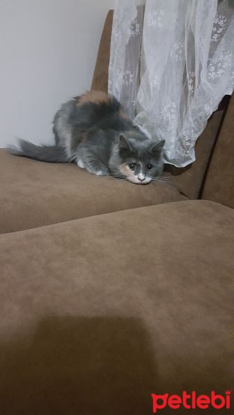 Norwegian Forest, Kedi  Lokum fotoğrafı