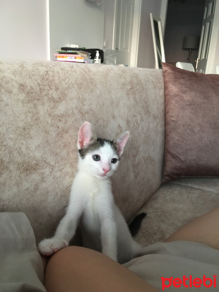 Tekir Kedi, Kedi  Cici fotoğrafı