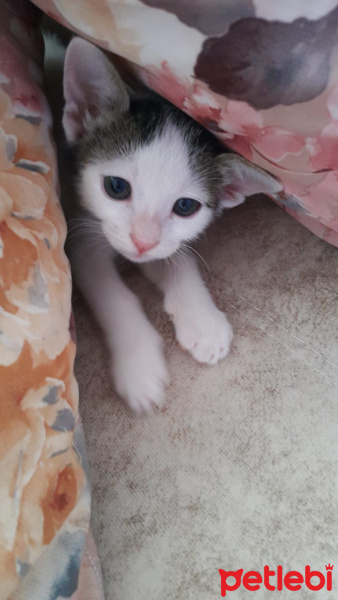 Tekir Kedi, Kedi  Cici fotoğrafı