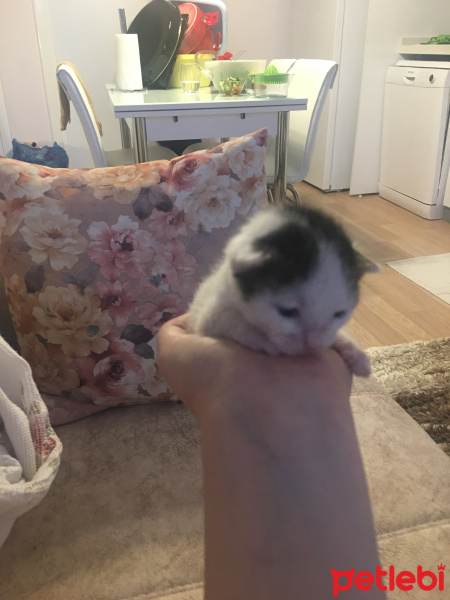 Tekir Kedi, Kedi  Cici fotoğrafı