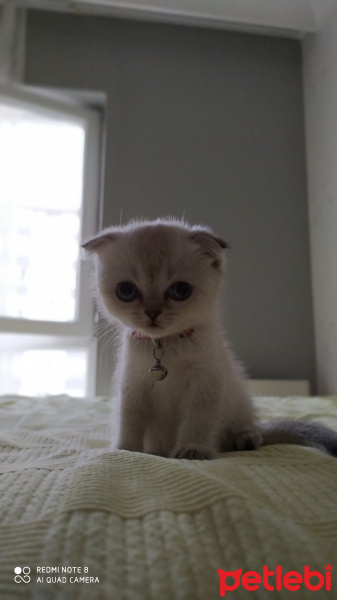 Scottish Fold, Kedi  Lizi fotoğrafı