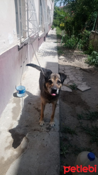 Alman Çoban Köpeği, Köpek  Kont fotoğrafı