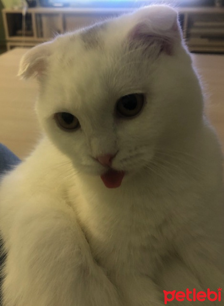 Scottish Fold, Kedi  GHOST fotoğrafı