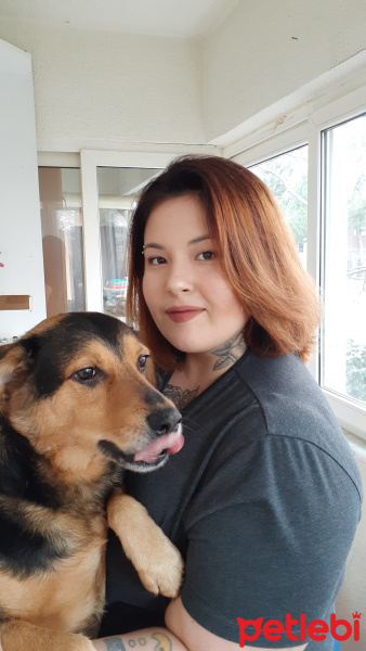 Sokö (Sokak Köpeği), Köpek  Köfte fotoğrafı