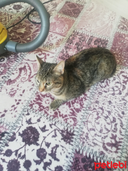 Tekir Kedi, Kedi  Nata fotoğrafı