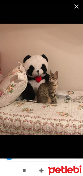 Tekir Kedi, Kedi  LİLİ fotoğrafı