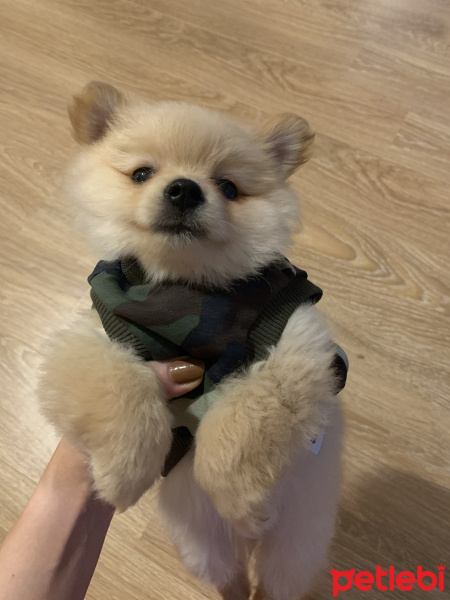 Pomeranyalı, Köpek  Taco fotoğrafı