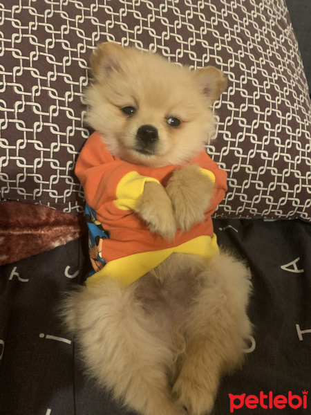 Pomeranyalı, Köpek  Taco fotoğrafı