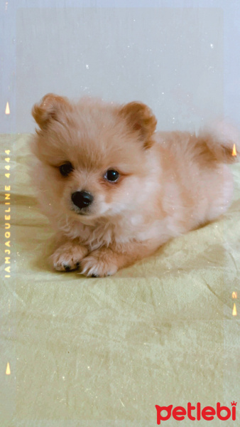 Pomeranyalı, Köpek  Taco fotoğrafı