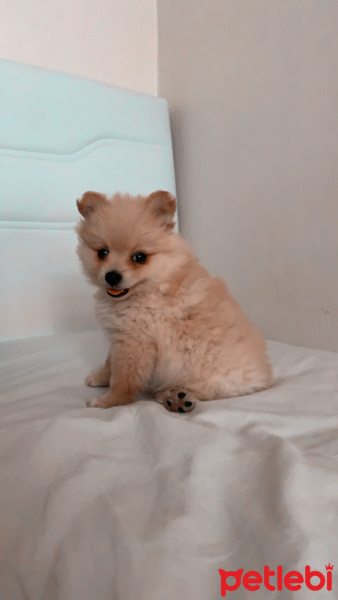 Pomeranyalı, Köpek  Taco fotoğrafı