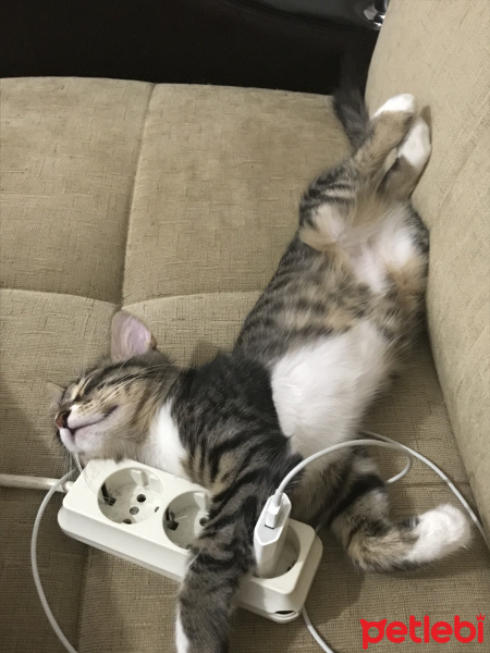 Tekir Kedi, Kedi  Pişi fotoğrafı