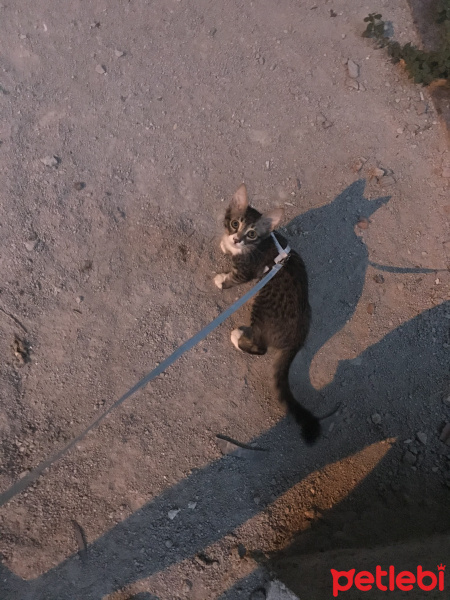 Tekir Kedi, Kedi  Pişi fotoğrafı