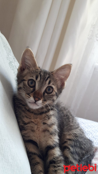 Tekir Kedi, Kedi  BADEM fotoğrafı