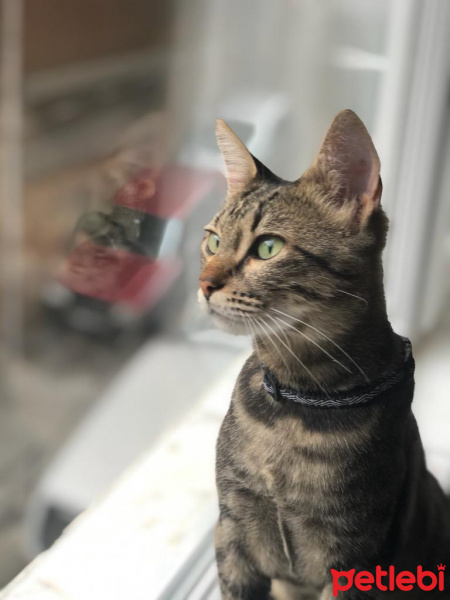 Tekir Kedi, Kedi  Calimero fotoğrafı