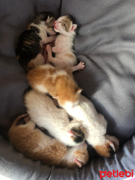 Tekir Kedi, Kedi  isimsiz fotoğrafı