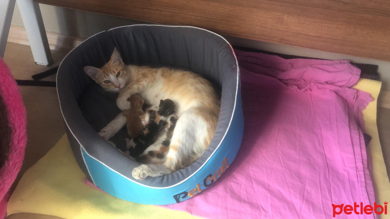 Tekir Kedi, Kedi  isimsiz fotoğrafı