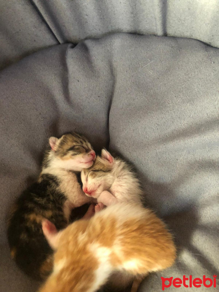 Tekir Kedi, Kedi  isimsiz fotoğrafı