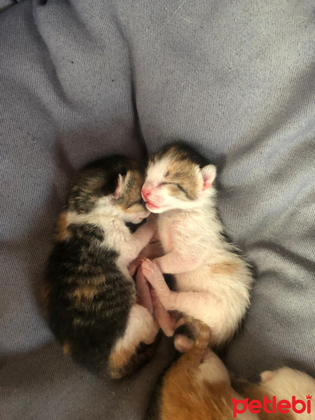 Tekir Kedi, Kedi  isimsiz fotoğrafı