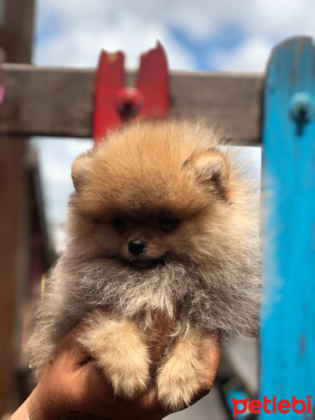 Pomeranyalı, Köpek  voodoopet fotoğrafı