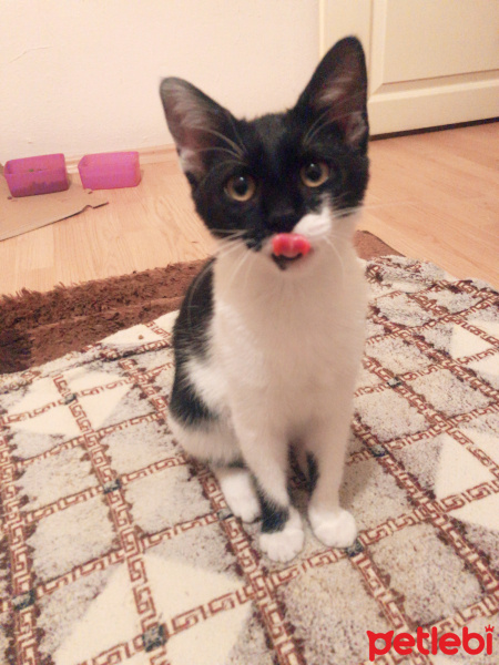 Tekir Kedi, Kedi  Oreo fotoğrafı