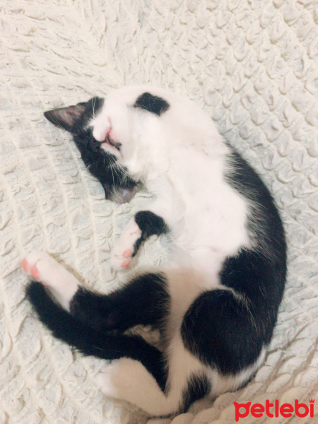 Tekir Kedi, Kedi  Oreo fotoğrafı