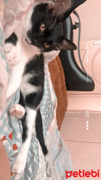 Tekir Kedi, Kedi  Oreo fotoğrafı