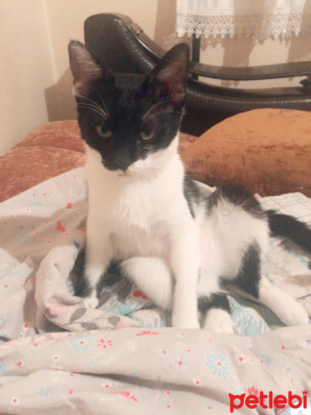 Tekir Kedi, Kedi  Oreo fotoğrafı