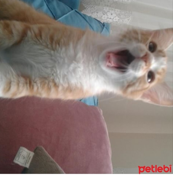 Tekir Kedi, Kedi  Pofuduk aciiiiil fotoğrafı