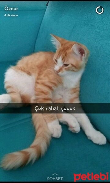 Tekir Kedi, Kedi  Pofuduk aciiiiil fotoğrafı