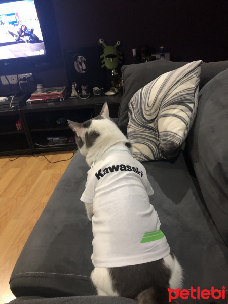 Tekir Kedi, Kedi  Totoro fotoğrafı