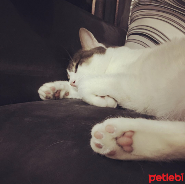 Tekir Kedi, Kedi  Totoro fotoğrafı