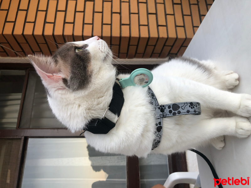 Tekir Kedi, Kedi  Totoro fotoğrafı