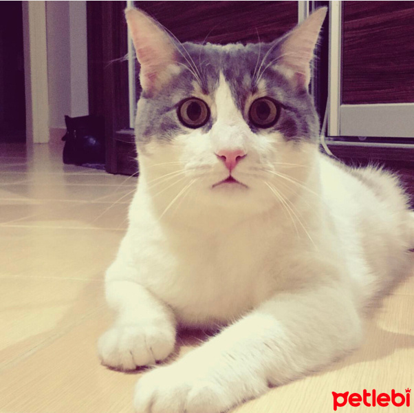 Tekir Kedi, Kedi  Totoro fotoğrafı