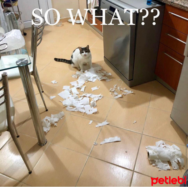 Tekir Kedi, Kedi  Totoro fotoğrafı