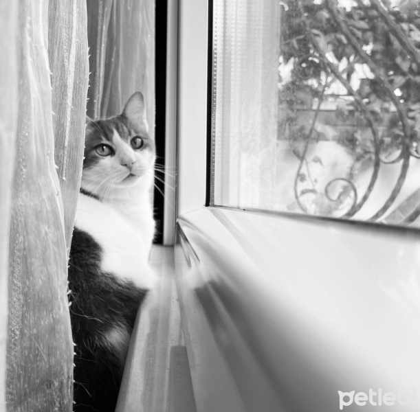 Tekir Kedi, Kedi  Totoro fotoğrafı