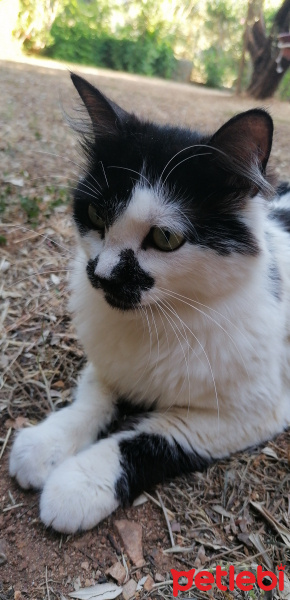 Tekir Kedi, Kedi  Masha fotoğrafı