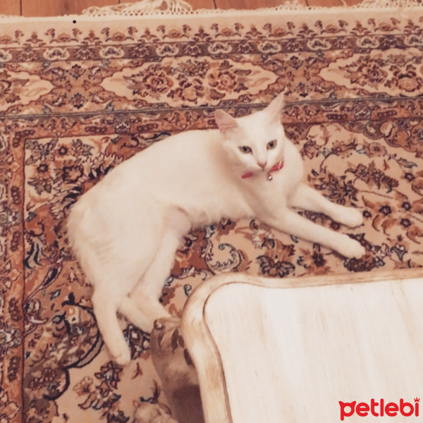 Ankara Kedisi, Kedi  Dori fotoğrafı