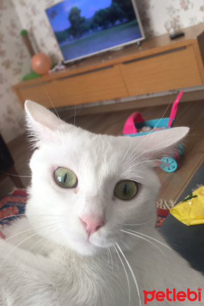 Ankara Kedisi, Kedi  Dori fotoğrafı