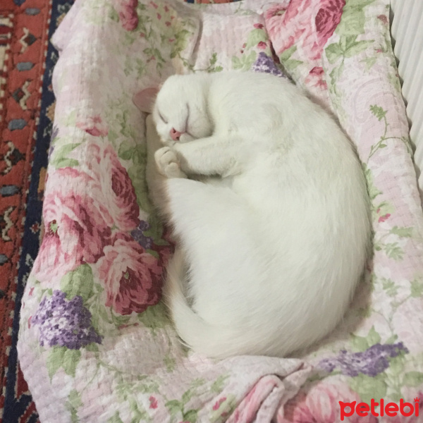 Ankara Kedisi, Kedi  Dori fotoğrafı