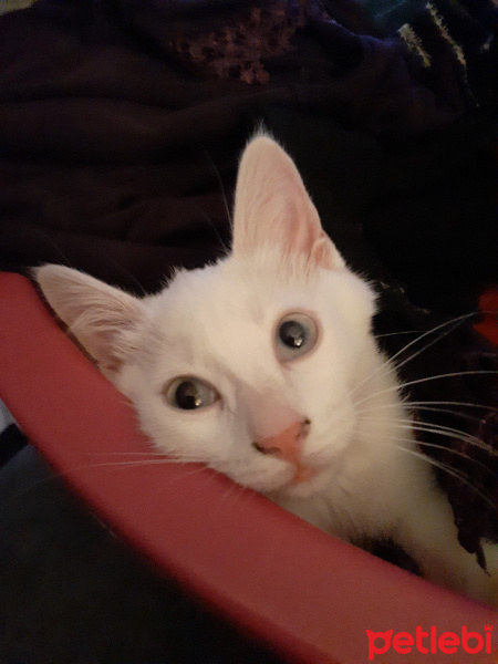 Van Kedisi, Kedi  Cesur fotoğrafı