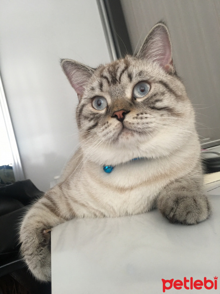 British Shorthair, Kedi  Toby fotoğrafı