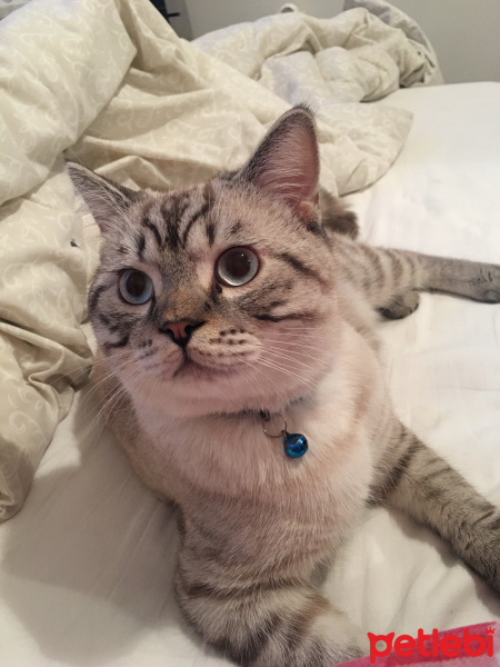 British Shorthair, Kedi  Toby fotoğrafı