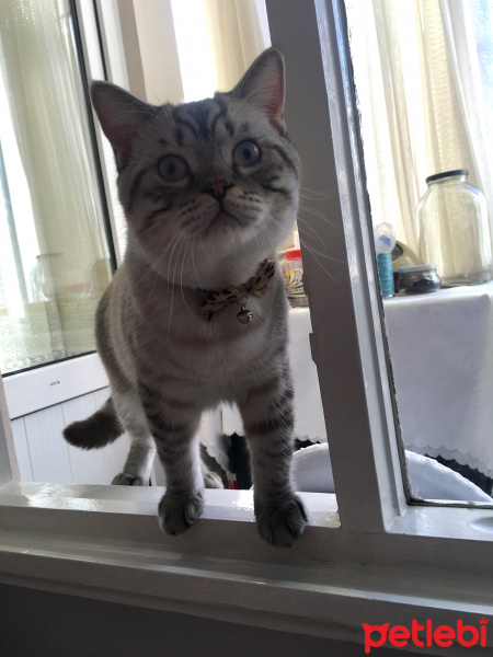 British Shorthair, Kedi  Toby fotoğrafı