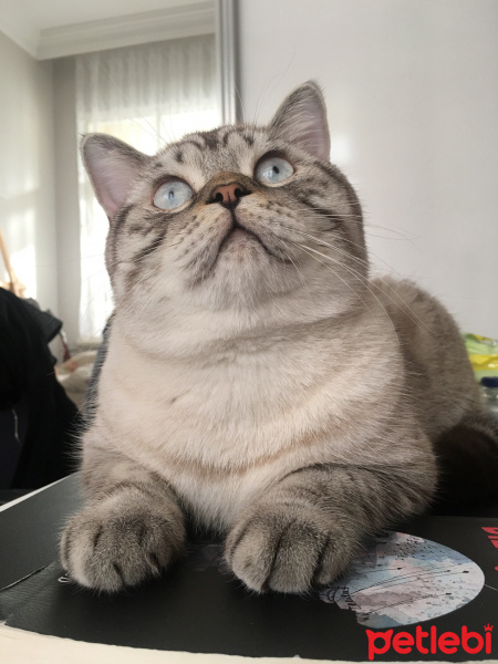 British Shorthair, Kedi  Toby fotoğrafı