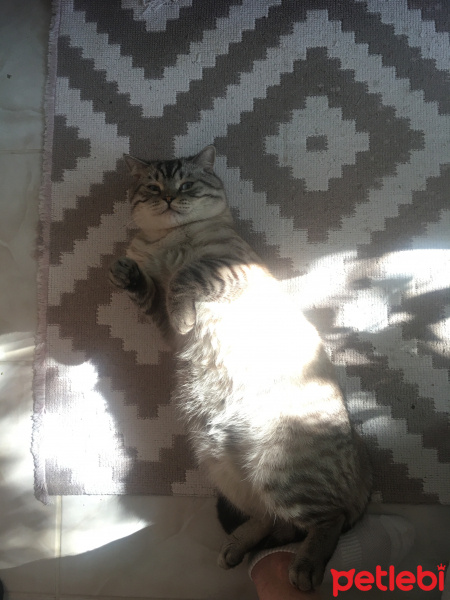British Shorthair, Kedi  Toby fotoğrafı