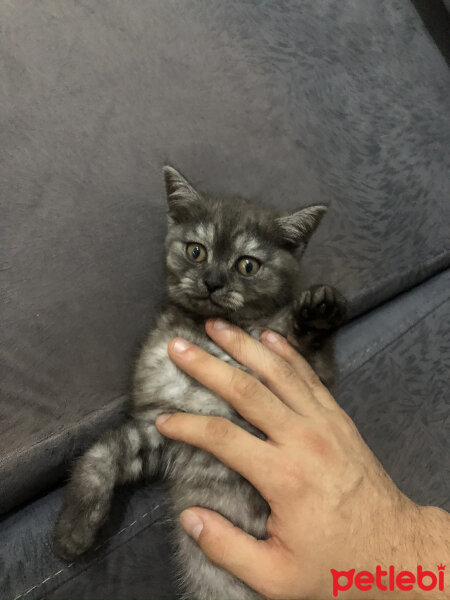 British Shorthair, Kedi  Çirkin fotoğrafı