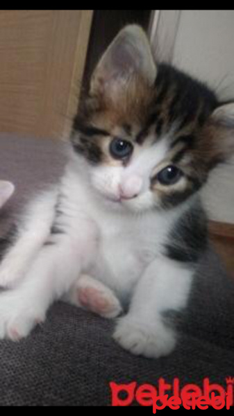Tekir Kedi, Kedi  Chester Lila fotoğrafı
