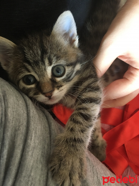 Tekir Kedi, Kedi  Patik fotoğrafı