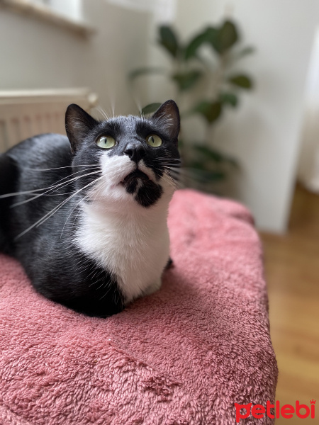 Tuxedo (Smokin) Kedi, Kedi  Tyson fotoğrafı
