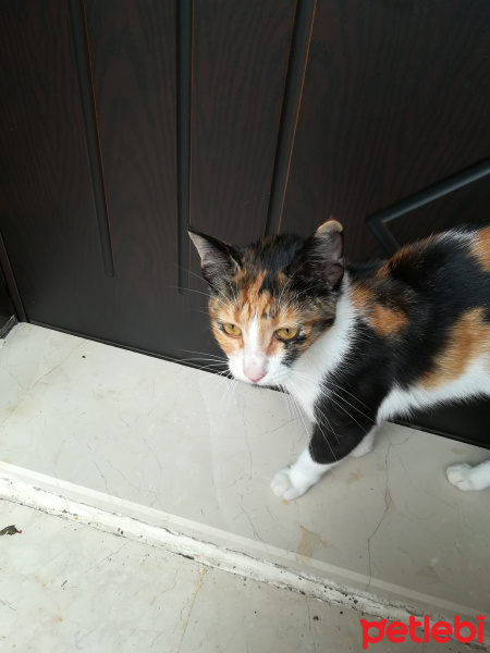 Tekir Kedi, Kedi  Handan fotoğrafı